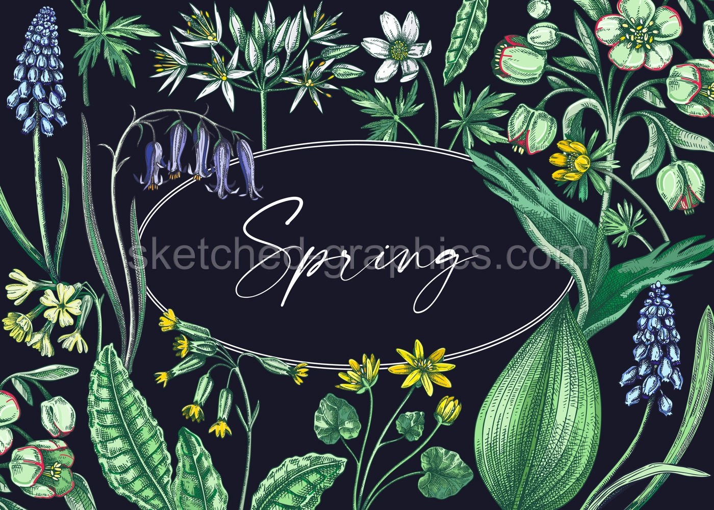 Spring wildflowers background. Woodland wild flower sketches. Hand-drawn vector illustrations. Cowslip, bluebell, grape hyacinth, hellebore, winter aconite. Floral frame design  Illustration